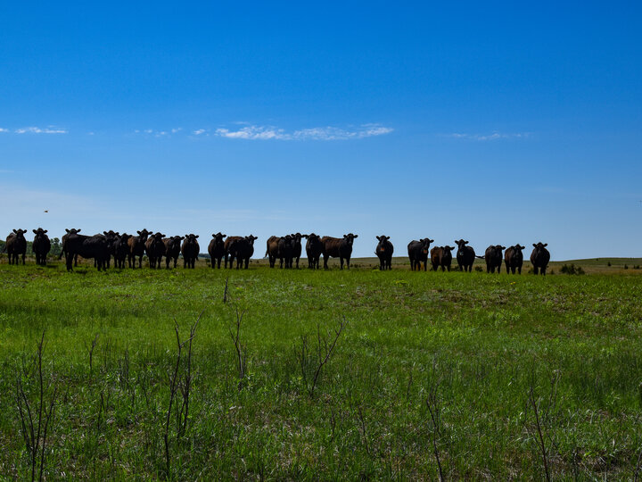 Cattle in field
