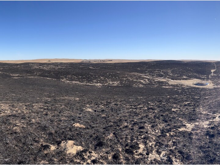 wide angle photo of burned vegetation