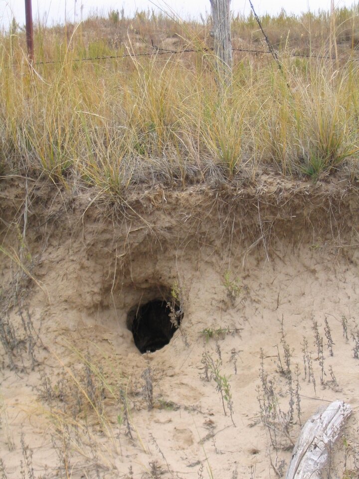 Eroded hillside showing exposed roots and an animal burrow.