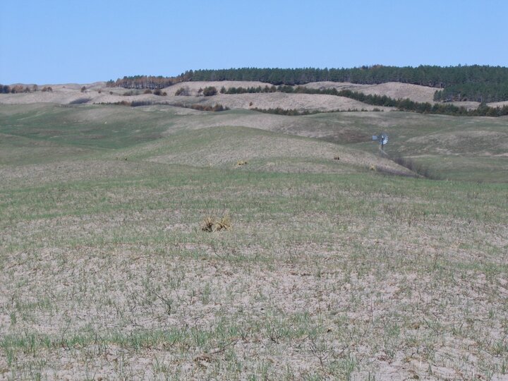 Grass sprouting on bare hillside