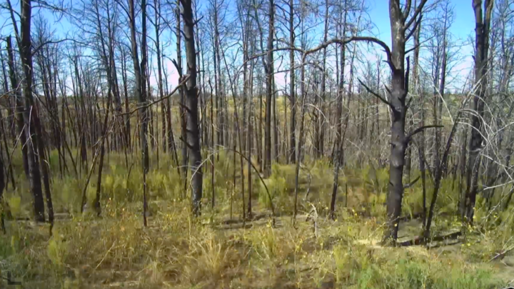 charred trees with grass beginning to grow below
