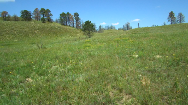 grass growing on hillside